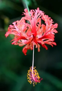Hibiscus flower Stock Photos