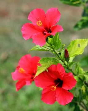 Hibiscus flower Stock Photos