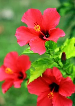 Hibiscus flower Stock Photos