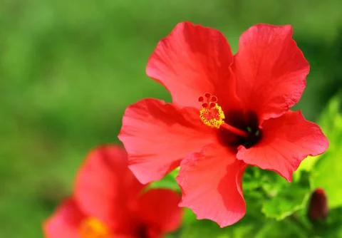 Hibiscus flower Stock Photos