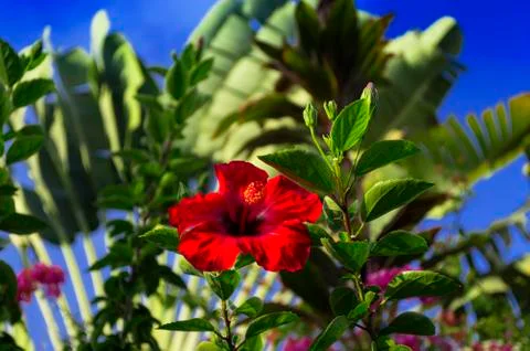 Hibiscus flower. Foto stock
