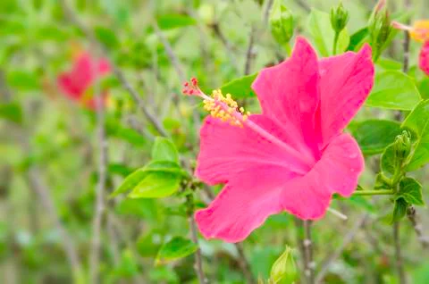 Hibiscus flower Stock Photos