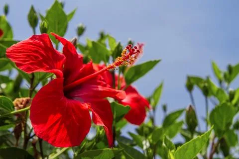 Hibiscus flower. Stock Photos