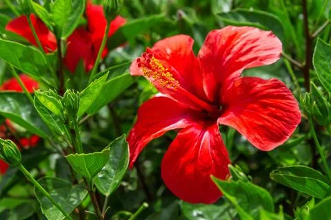 Hibiscus flower. Foto stock