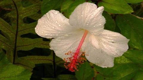 Hibiscus flower Stockfoto's