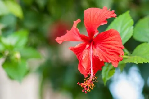 Hibiscus flower Stock Photos