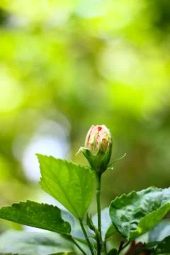 Hibiscus flower Stock Photos