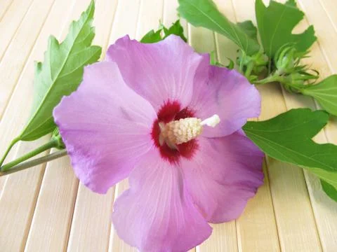 Hibiscus flower Stock Photos