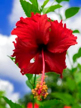Hibiscus Flower. Stock Photos