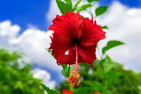 Hibiscus Flower. Foto stock