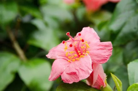 Hibiscus flower Stock Photos
