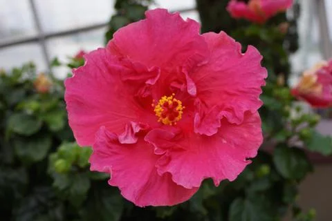 Hibiscus Flower Foto stock