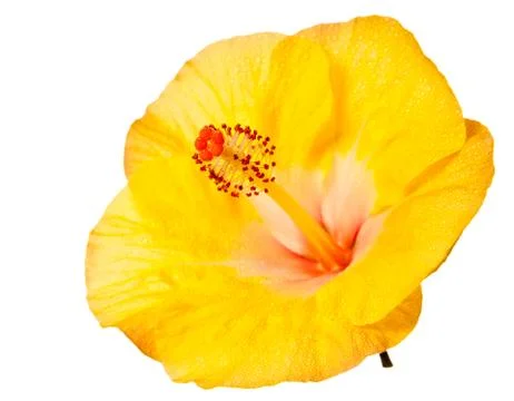Hibiscus flower Stock Photos