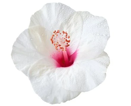 Hibiscus flower Stock Photos