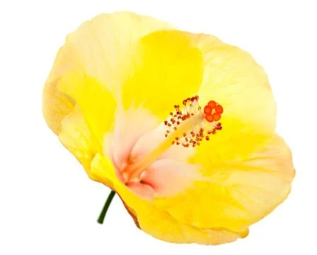 Hibiscus flower Stock Photos