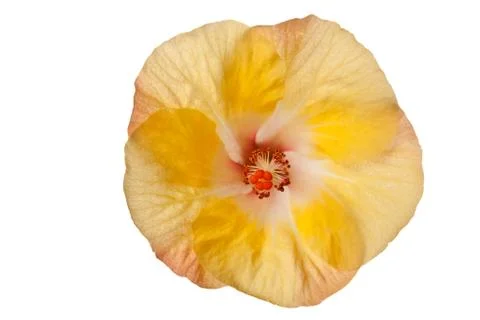 Hibiscus flower Stock Photos