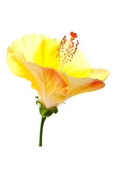 Hibiscus flower Stock Photos