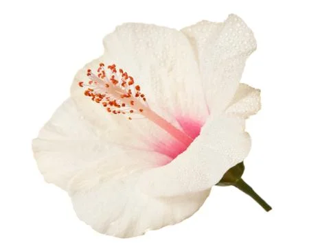 Hibiscus flower Stock Photos