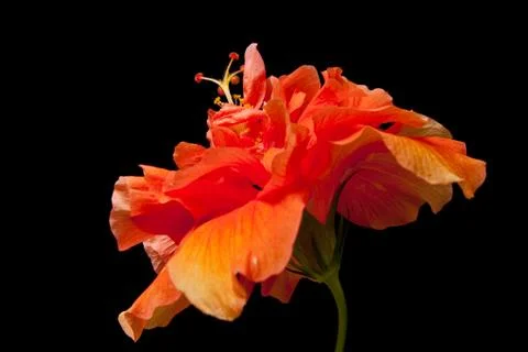 Hibiscus flower Stock Photos