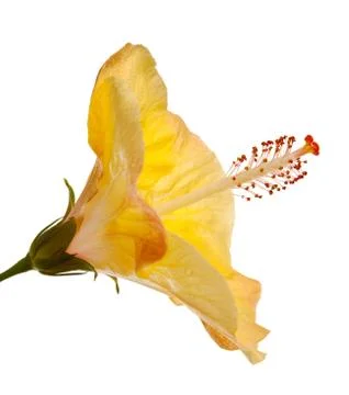Hibiscus flower Stock Photos