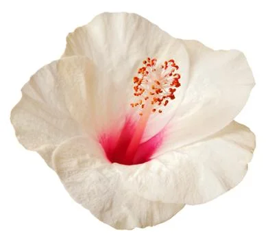 Hibiscus flower Stock Photos