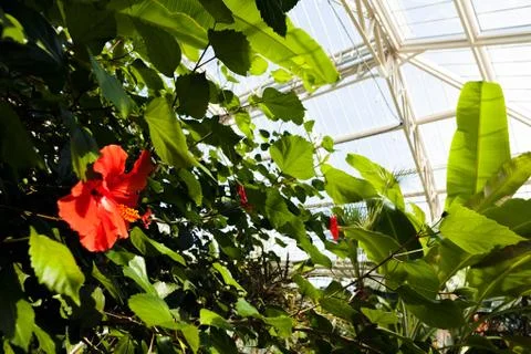 Hibiscus flower Stock-Fotos