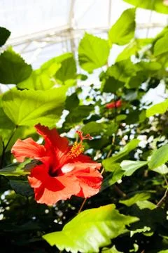 Hibiscus flower Stock Photos