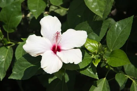 Hibiscus Flower Stock Photos