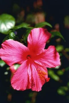 HIBISCUS FLOWER Stock Photos