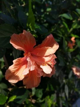 Hibiscus Flower Stock Photos