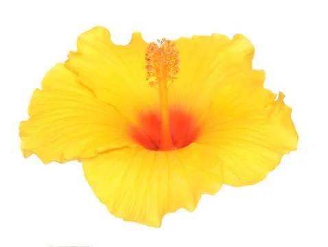 Hibiscus flower Stock Photos