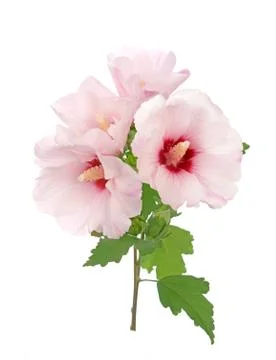 Hibiscus flower Stock Photos