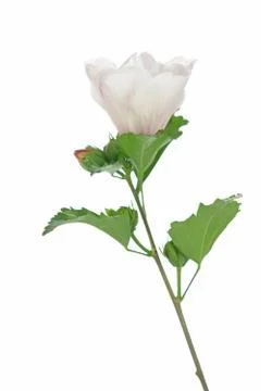 Hibiscus flower Stock Photos