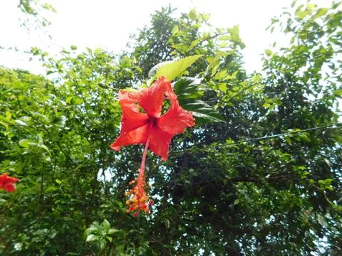 Hibiscus flower Stock Photos