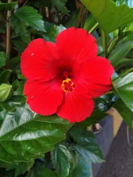 Hibiscus flower Stock Photos