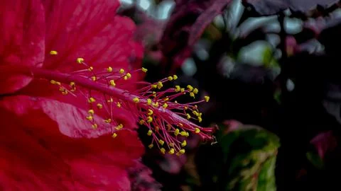 Hibiscus flower Stock Photos