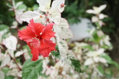 Hibiscus flower Stock Photos