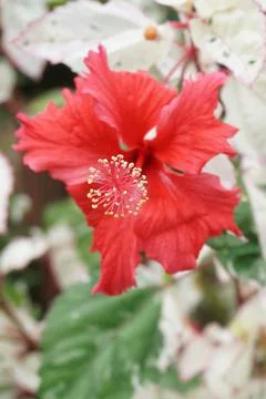 Hibiscus flower Stock Photos