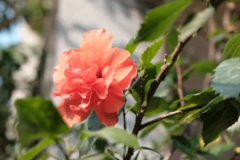 Hibiscus Flower Stock Photos