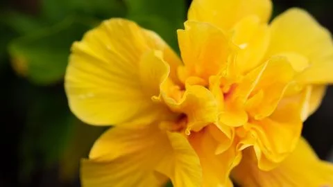 Hibiscus flower Stock Photos