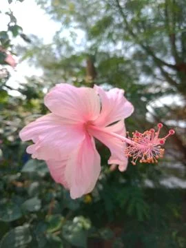 Hibiscus flower Stock Photos
