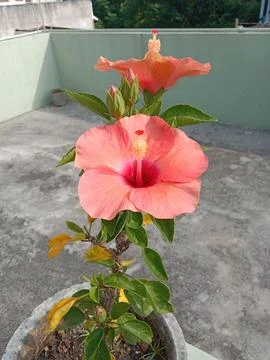 Hibiscus Flower Stock Photos
