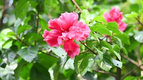 Hibiscus flower in plant. Stockbeeldmateriaal 288958798