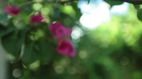 Hibiscus Flower Rack Focus 2 in the Bahamas  스톡 동영상 58845788
