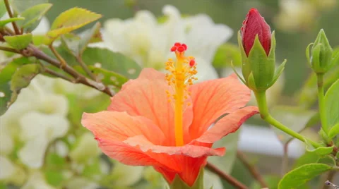 Hibiscus flower on a sunny day Stock-Footage 59129570