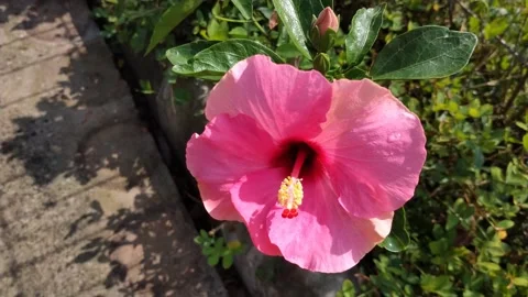 Hibiscus flower swaying in the wind Stock Footage 277312066