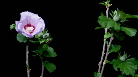 Hibiscus Flower Time-lapse Stock Footage 45924299