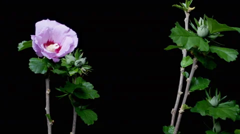 Hibiscus Flower Time-lapse Stock Footage 45925504