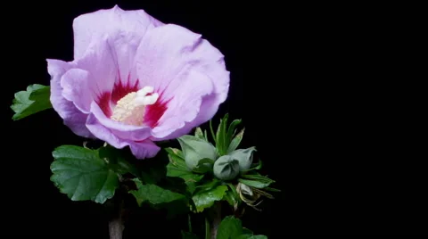 Hibiscus Flower Time-lapse Stock Footage 45925702
