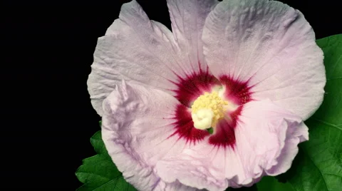 Hibiscus Flower Time-lapse Stock Footage 46000460
